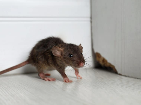 What Risks Do Rodents Pose in Corporate Environments Without Professional Control